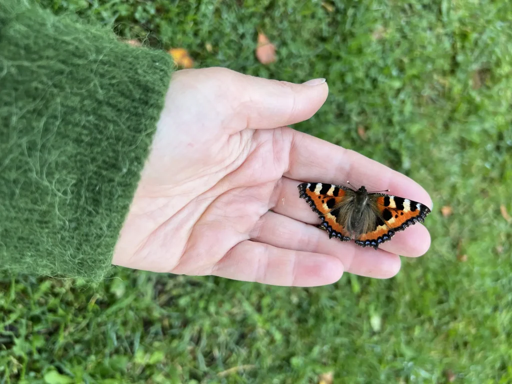 Nature In The Middle - Hand med fjäril